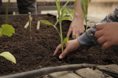 atelier-plantare14