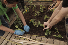 atelier-plantare15