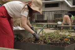 atelier-plantare17