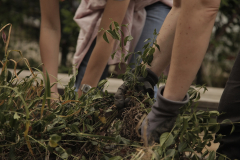atelier-plantare5