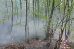 incendiu-tomesti1