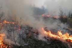incendiu-tomesti2