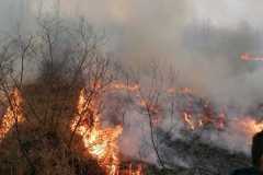 incendiu-tomesti3