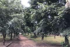 parcul-civic5