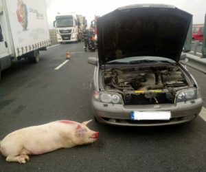 porc