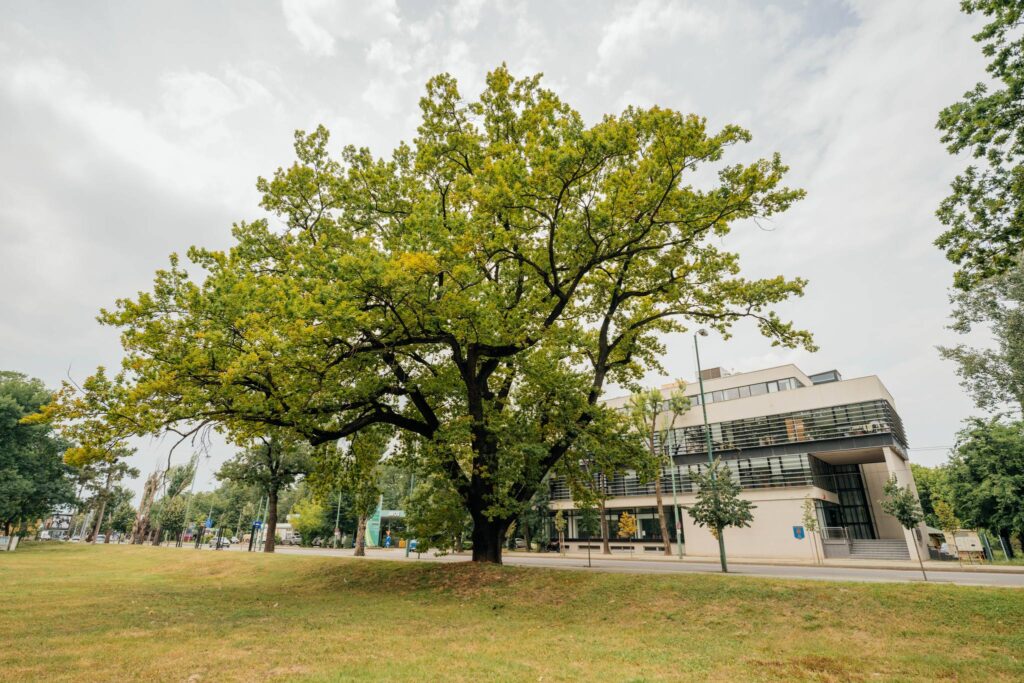 registrul verde
