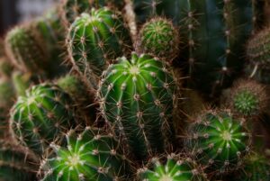 cactuși