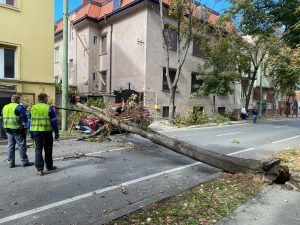 Copac căzut în centrul Timișoarei. Primăria pregătește un contract de 12 milioane de euro pentru tăieri de arbori