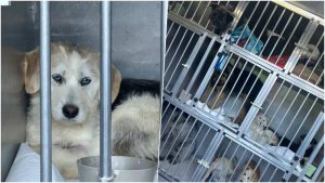 Transport ilegal de câini, descoperit de polițiști. Animalele urmau să ajungă într-un adăpost din Caraș-Severin