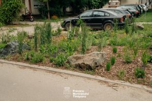 Războiul bolovanilor, la Timișoara: Garda de Mediu vede „dezechilibru ecologic”, Primăria vede parcări ilegale