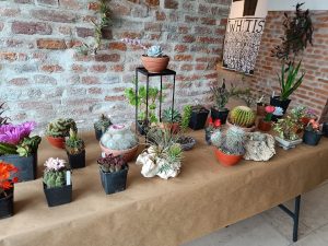 Cactuși, plante rare și ateliere pentru copii, în Bastionul Theresia