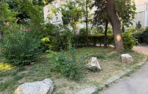 Aricii contra Garda de Mediu. Peisagiștii explică „operațiunea Bolovanul” de la Timișoara