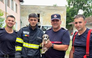 O cățelușă căzută într-un canal a fost salvată de pompierii timișeni