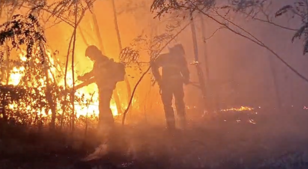 Peste 230 de hectare au ars în Timiș în 48 de ore. Pompierii avertizează asupra incendiilor de vegetație