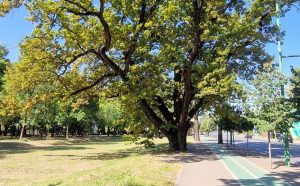 16 arbori remarcabili din Timișoara, propuși pentru protecție specială