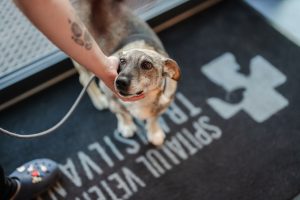 Urgență veterinară la 3 dimineața? De sâmbătă, apare o nouă soluție la Timișoara.