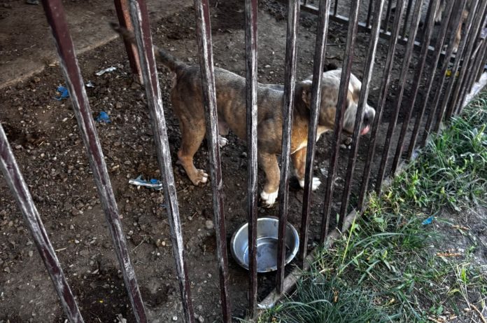33 de câini la un crescător din Timiș. Șapte aveau urechile tăiate